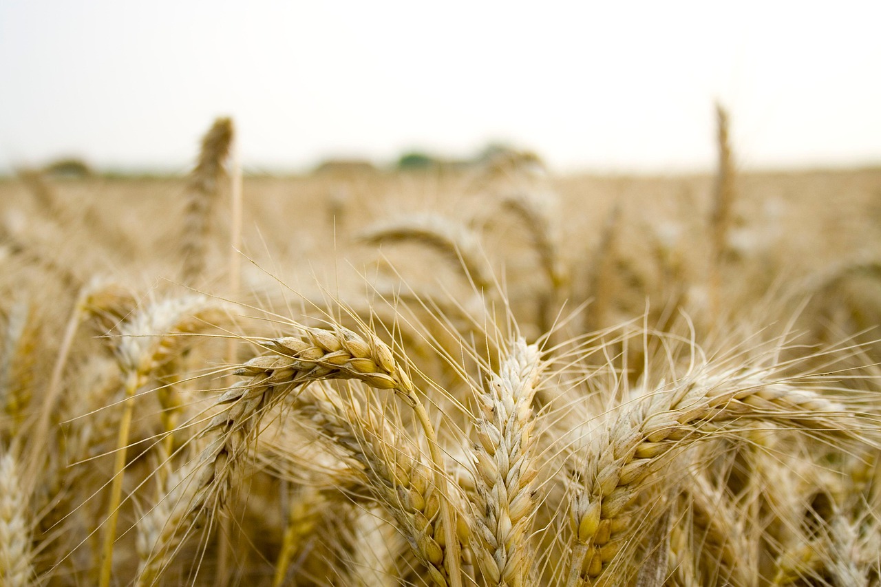 découvrez tout sur la fiscalité agricole : règles, taxes applicables aux exploitations agricoles et conseils pour optimiser votre imposition.