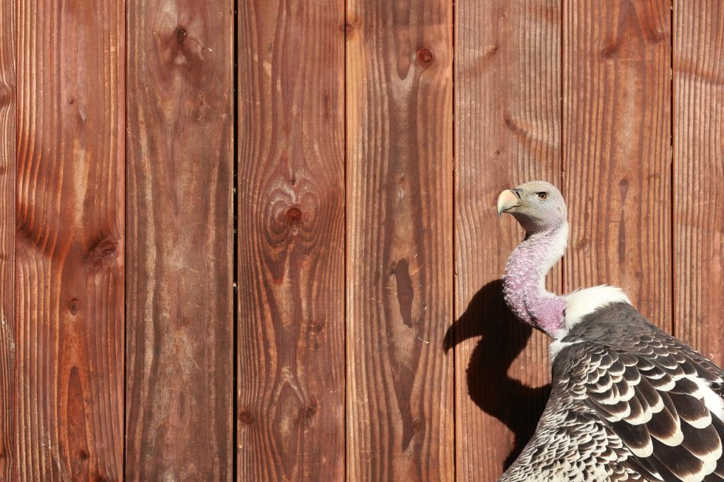 découvrez tout ce que vous devez savoir sur la faillite : procédure, conséquences et solutions pour surmonter vos difficultés financières.